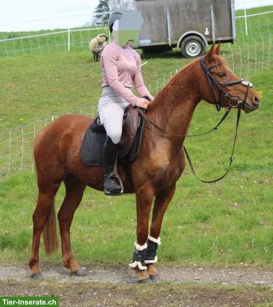 Bild 3: Deutsche Reitpony Stute, 4-jährig