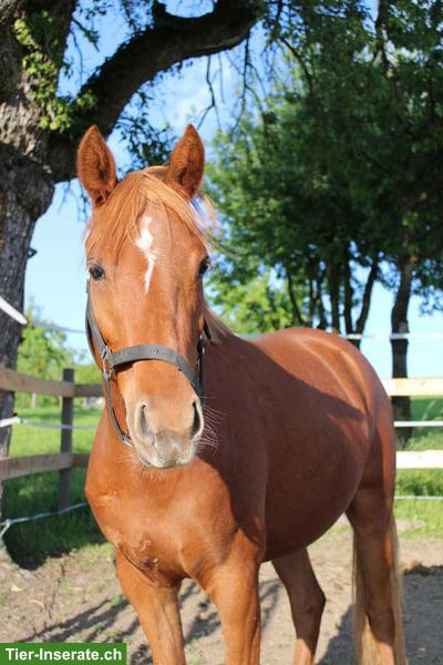 Bild 4: Deutsche Reitpony Stute, 4-jährig