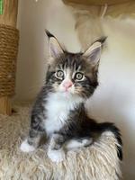 Maine Coon Kitten mit FFH-Stammbaum sucht Für-immer-Zuhause