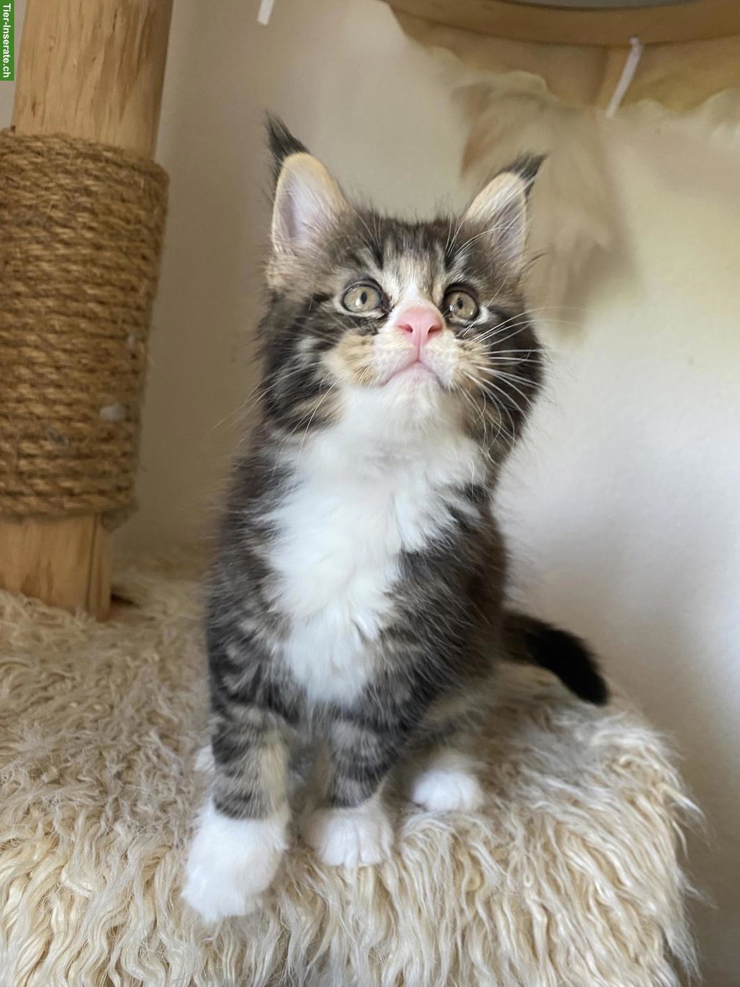 Bild 2: Maine Coon Kitten mit FFH-Stammbaum sucht Für-immer-Zuhause