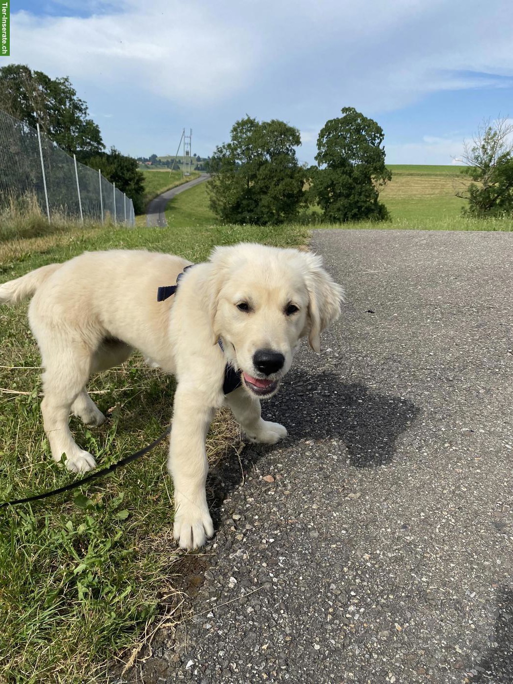 Golden Retriever Welpe, reinrassig
