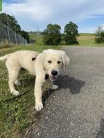 Golden Retriever Welpe, reinrassig