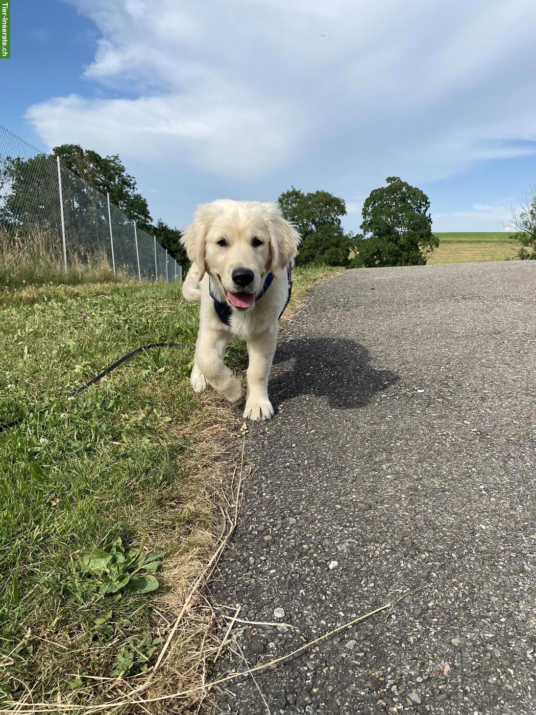 Bild 2: Golden Retriever Welpe, reinrassig