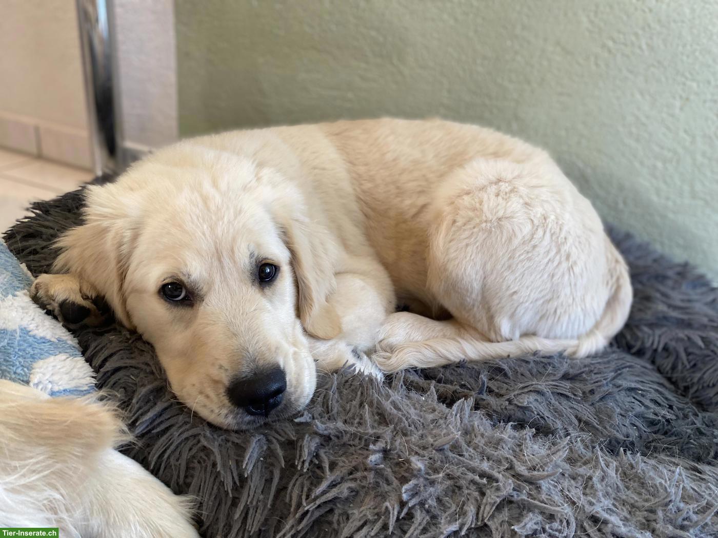 Bild 3: Golden Retriever Welpe, reinrassig