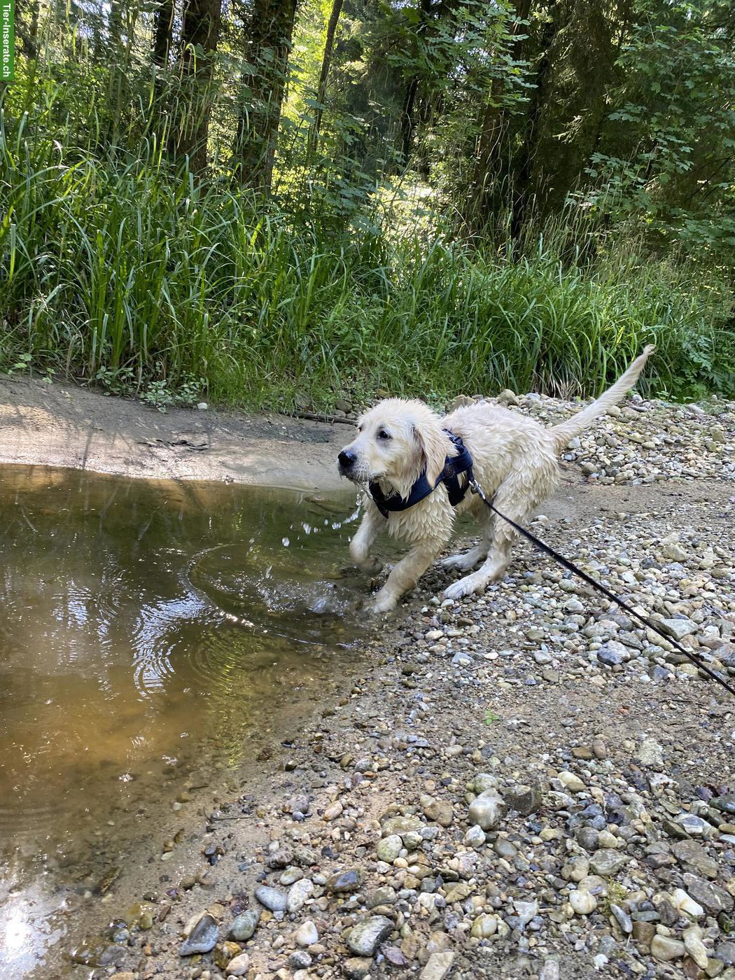 Bild 4: Golden Retriever Welpe, reinrassig