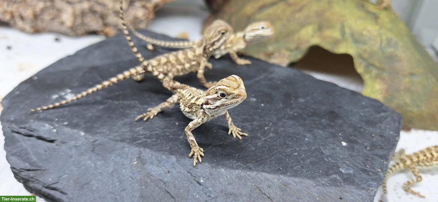 Zwergbartagamen (Pogona henrylawsoni), NZ 2026