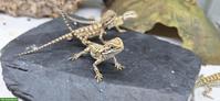 Zwergbartagamen (Pogona henrylawsoni), NZ 2026