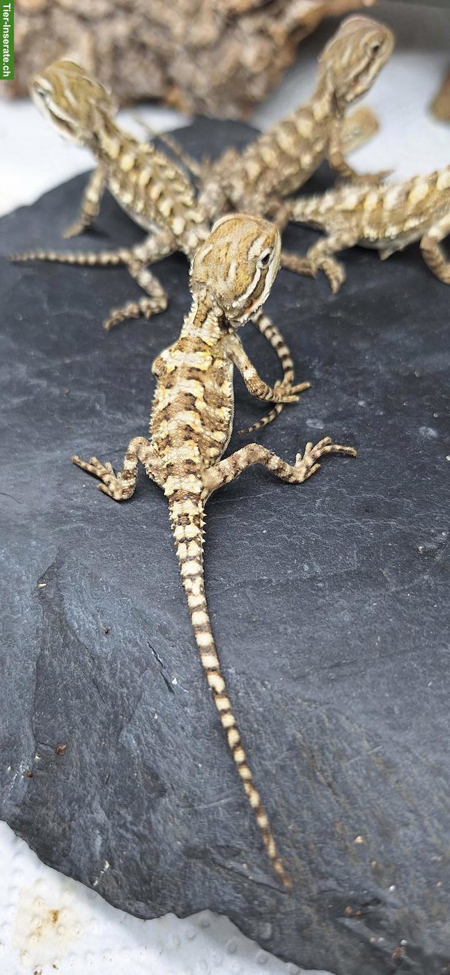 Bild 2: Zwergbartagamen (Pogona henrylawsoni), NZ 2026