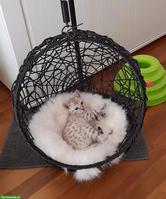 Wunderschönes Bengal Kitten (Kater) zum verlieben