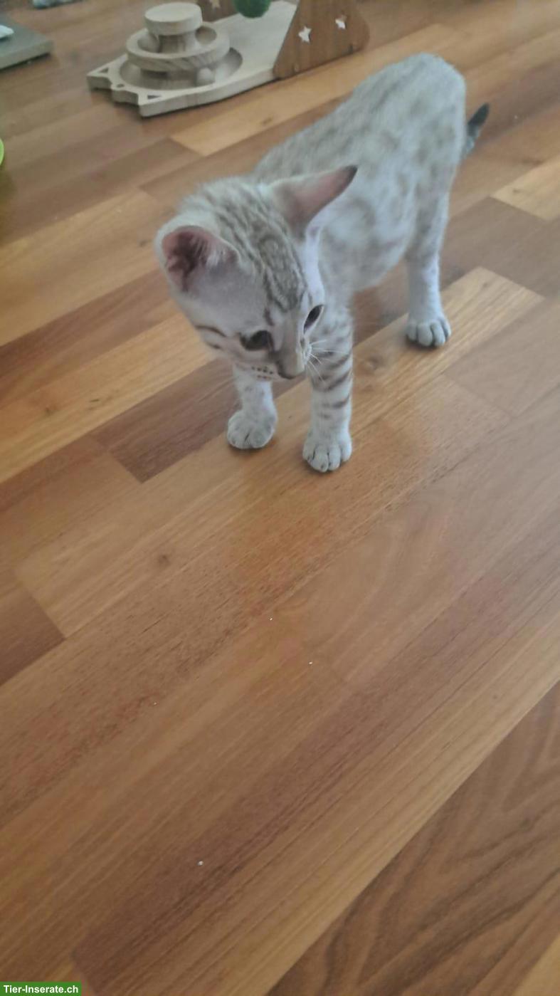 Bild 3: Wunderschönes Bengal Kitten (Kater) zum verlieben