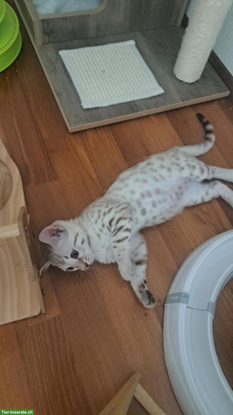 Bild 4: Wunderschönes Bengal Kitten (Kater) zum verlieben