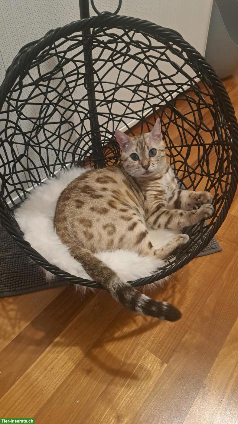 Bild 5: Wunderschönes Bengal Kitten (Kater) zum verlieben