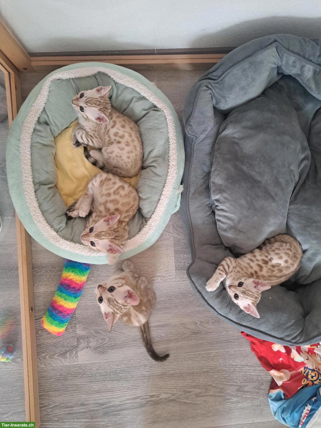 Bild 6: Wunderschönes Bengal Kitten (Kater) zum verlieben