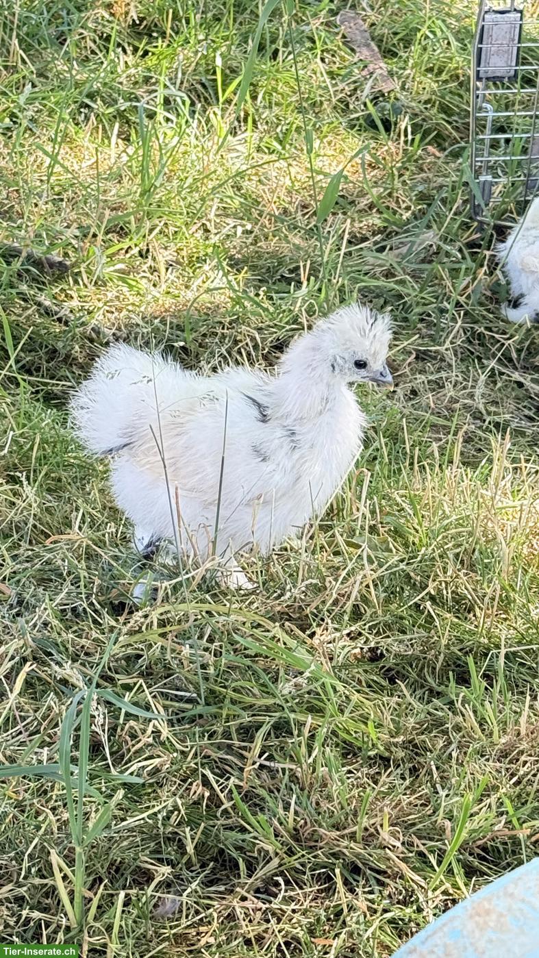 Bild 3: Seidenhahn Junghähne