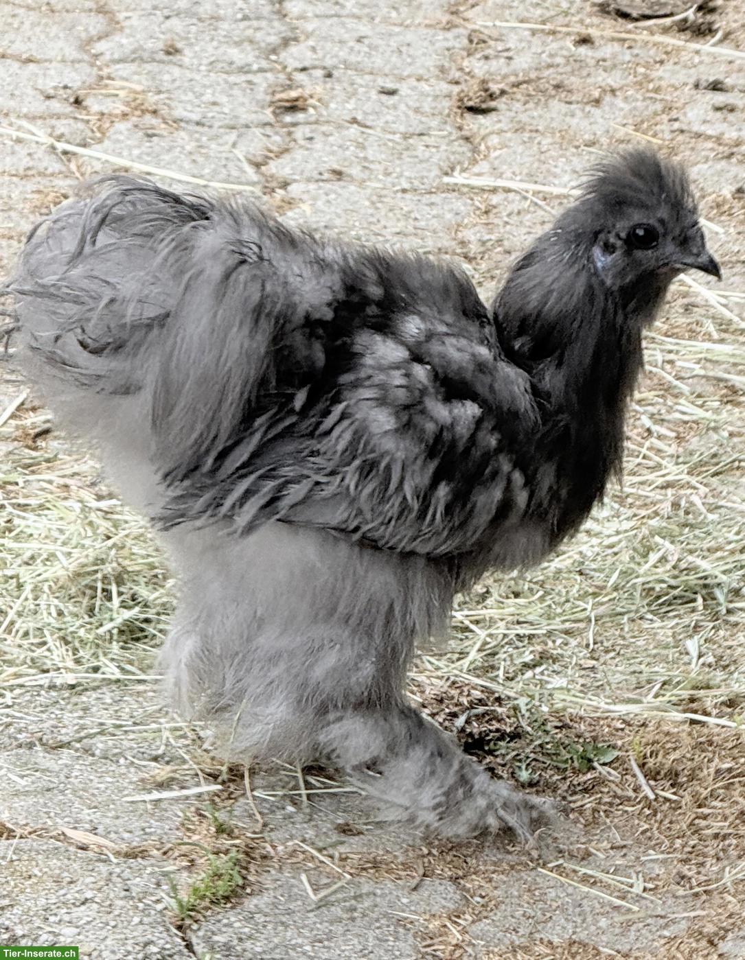 Bild 8: Seidenhahn Junghähne