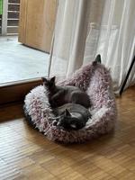 Sphynx Kater, 5-jährig, kastriert und gechippt