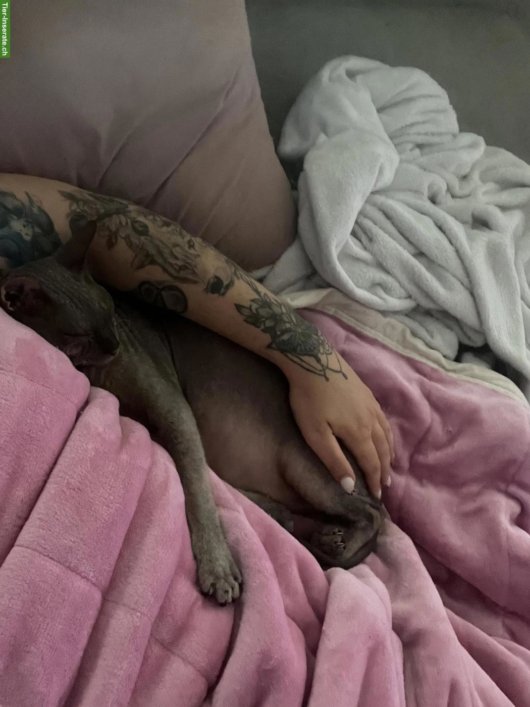 Bild 2: Sphynx Kater, 5-jährig, kastriert und gechippt