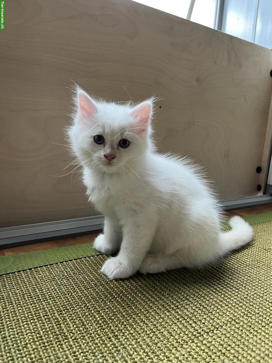 Weisses Ragdoll Mix Kitten, Kater