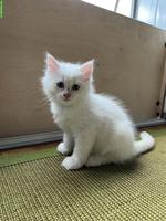 Weisses Ragdoll Mix Kitten, Kater