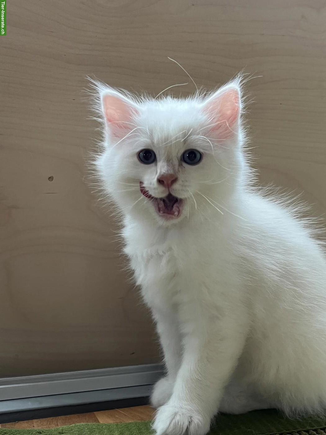 Bild 4: Weisses Ragdoll Mix Kitten, Kater
