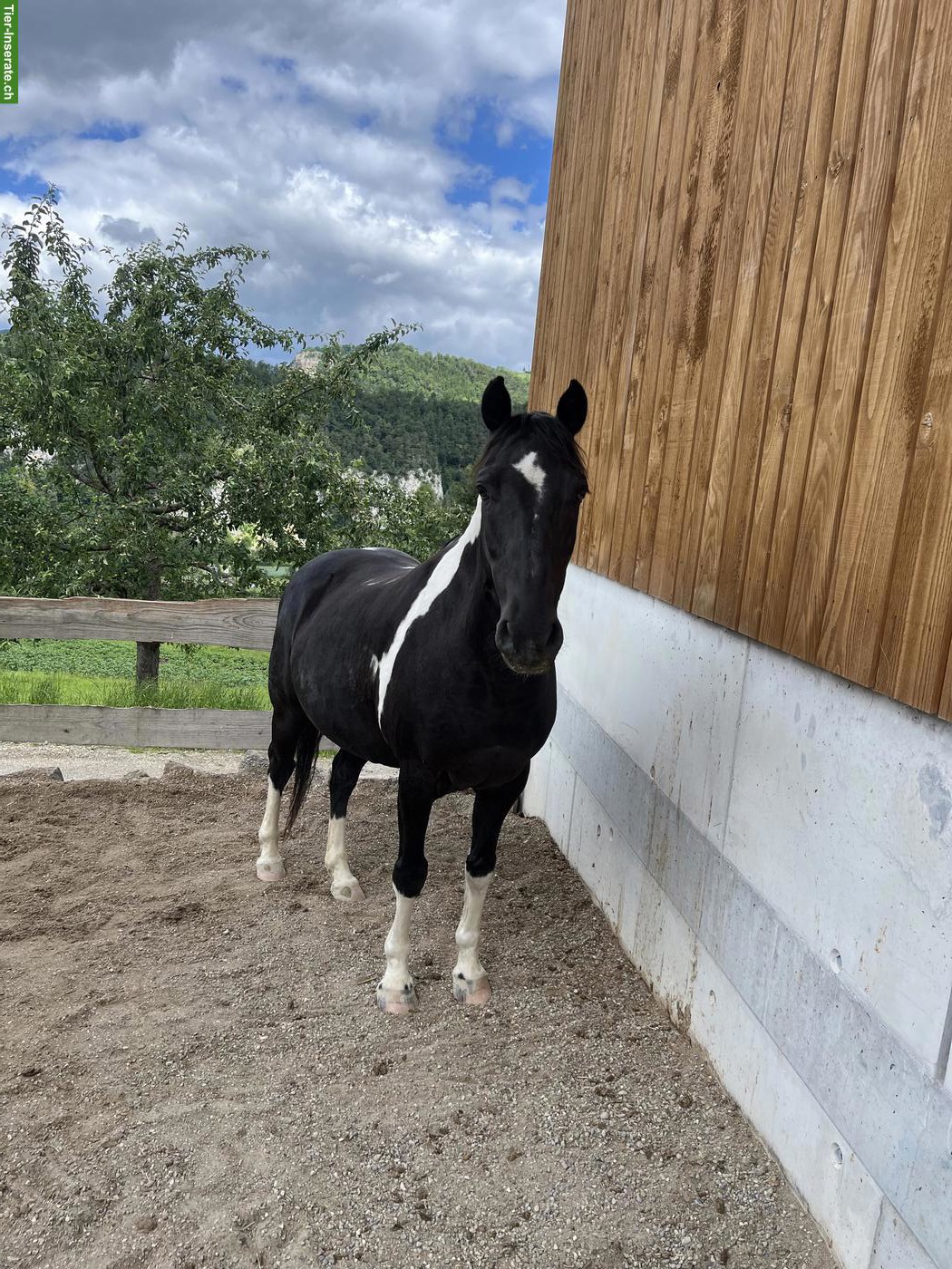 Lieber Pony Wallach abzugeben