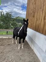 Lieber Pony Wallach abzugeben