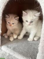Zwei weibliche Ragdoll Kätzchen, nur gemeinsam abzugeben
