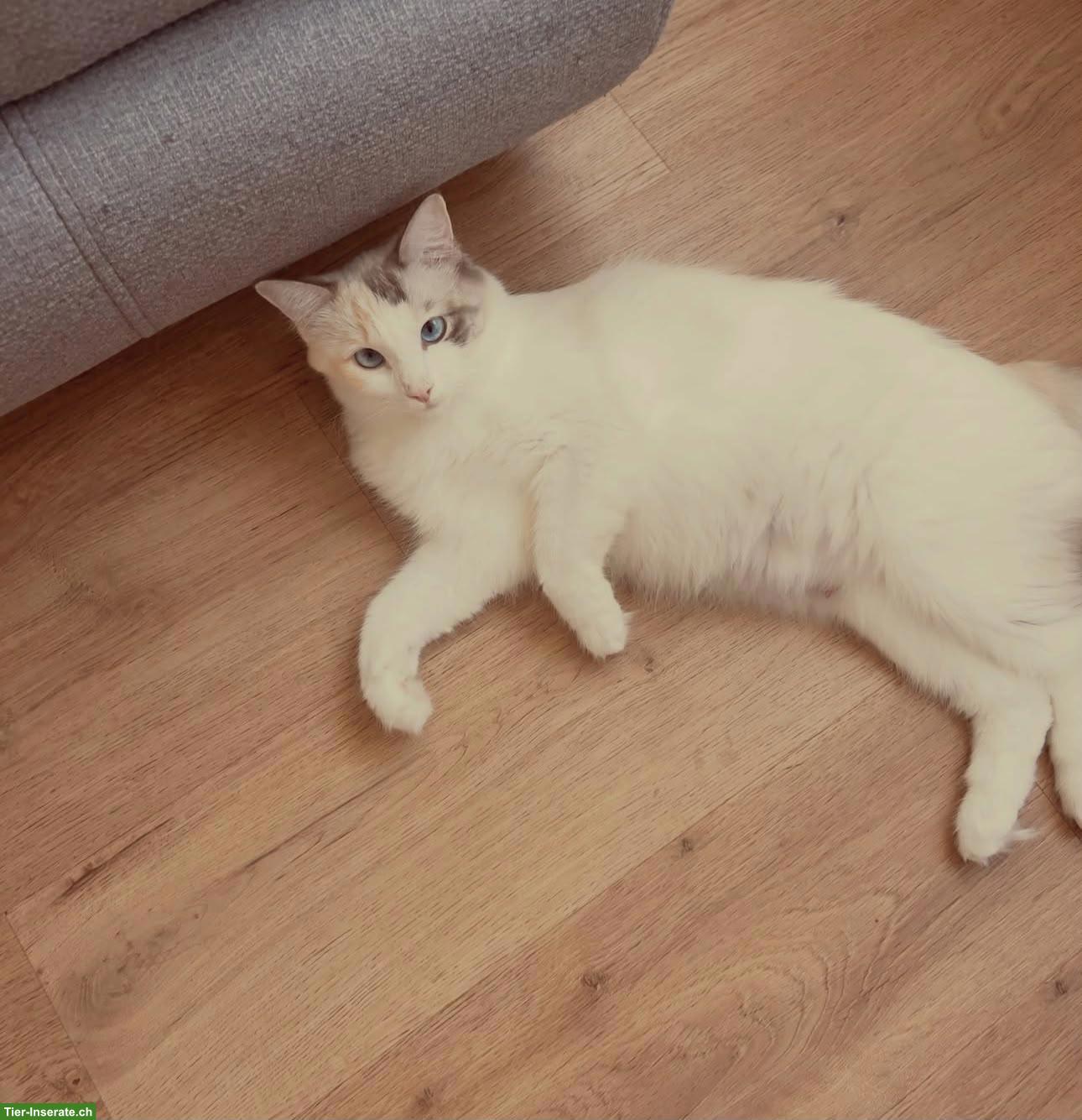 Bild 2: 2 weibliche Ragdoll Kätzchen, nur gemeinsam abzugeben