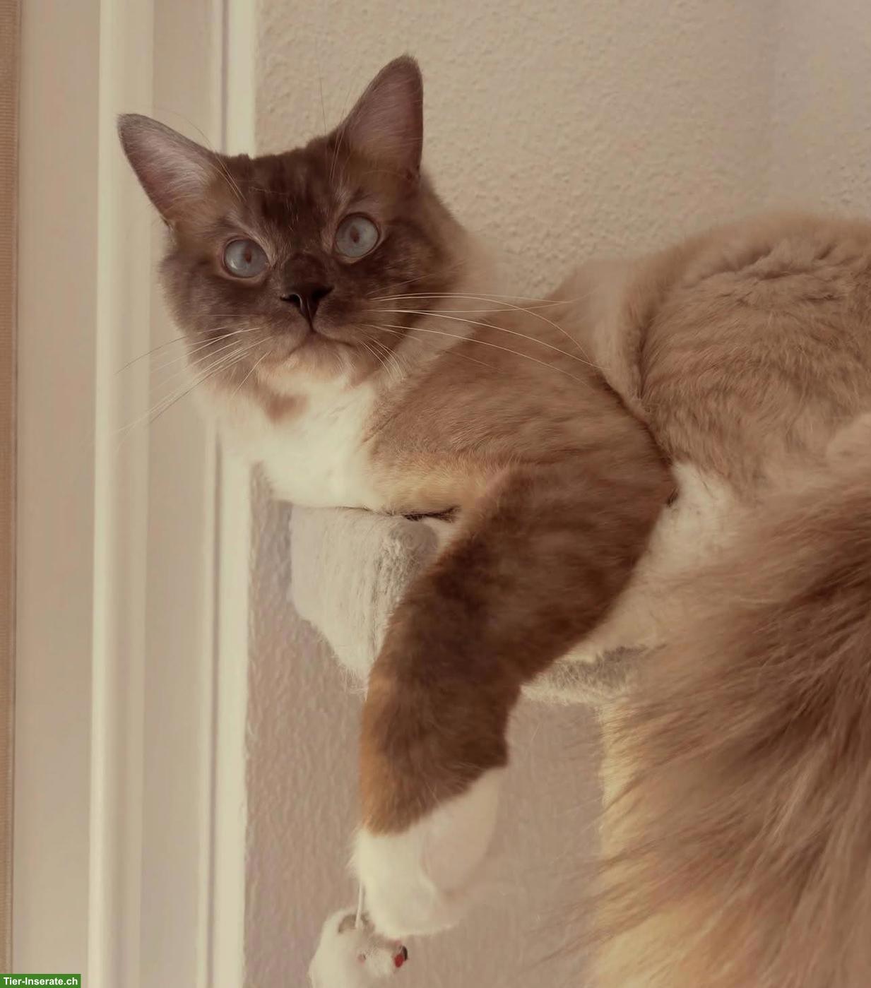 Bild 3: 2 weibliche Ragdoll Kätzchen, nur gemeinsam abzugeben
