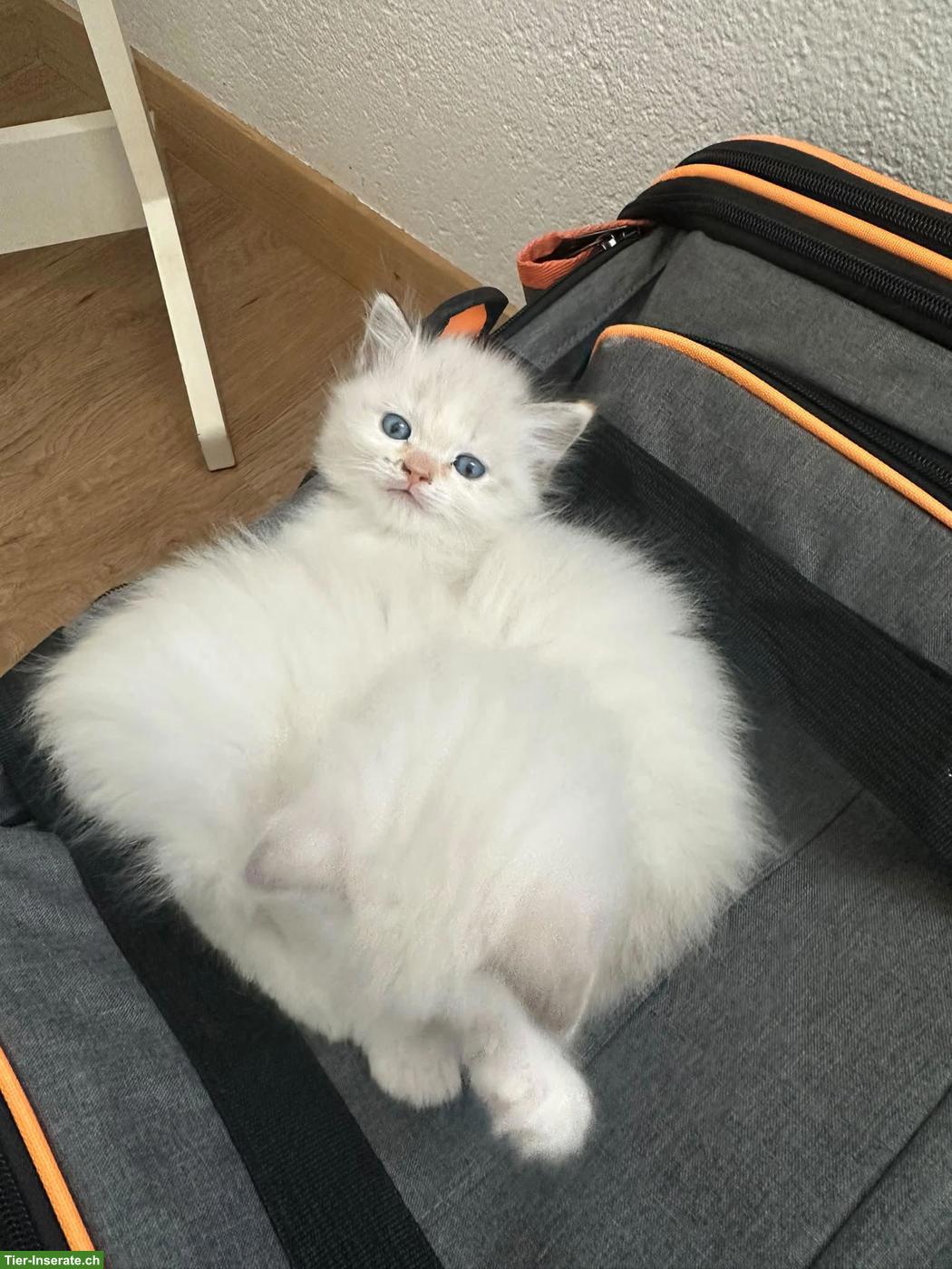 Bild 4: 2 weibliche Ragdoll Kätzchen, nur gemeinsam abzugeben