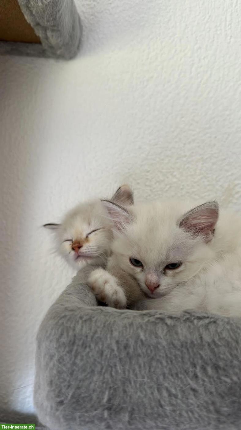 Bild 5: 2 weibliche Ragdoll Kätzchen, nur gemeinsam abzugeben