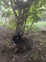 Senior-Löwenkopfkaninchen sucht ruhige Kaninchendame