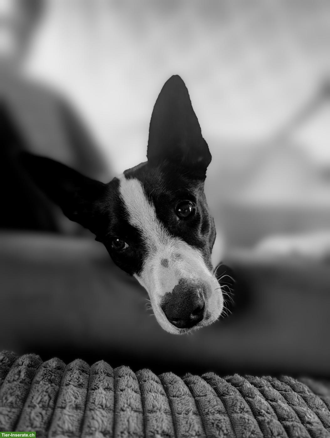 Bild 3: Junger Border Collie Mischlingsrüde, kastriert
