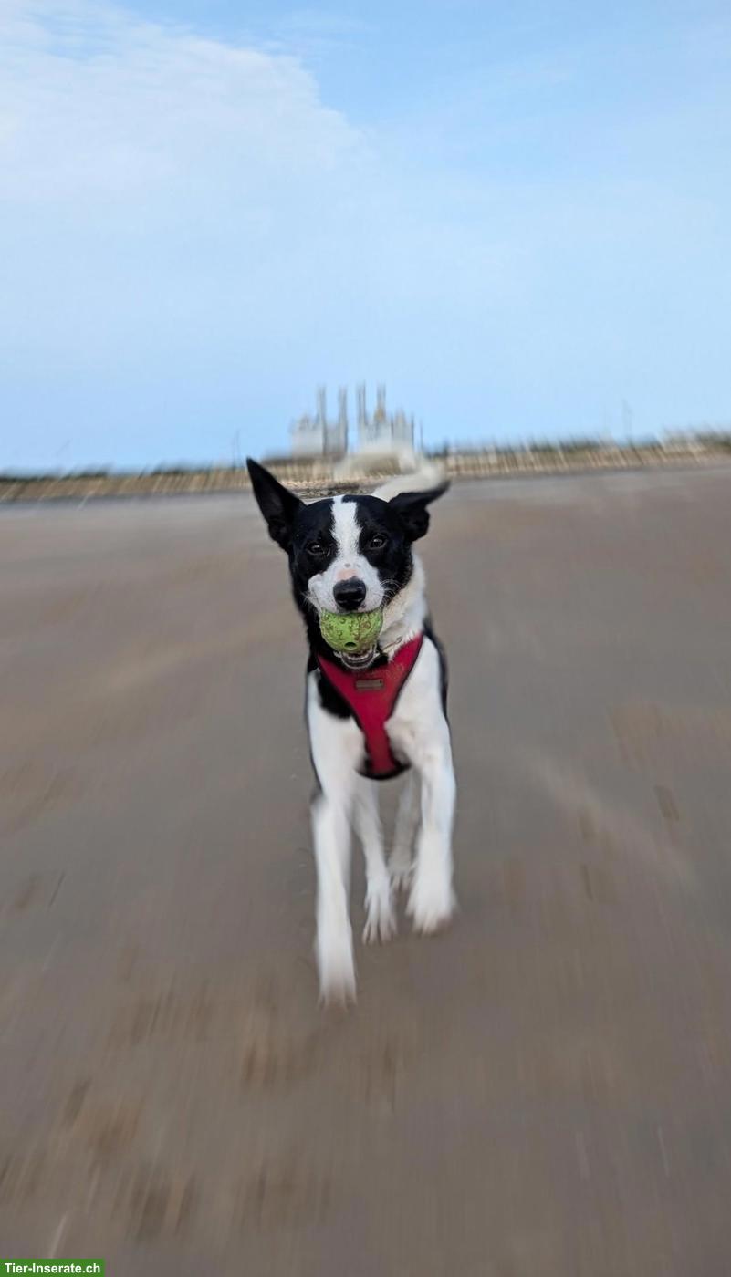 Bild 4: Junger Border Collie Mischlingsrüde, kastriert