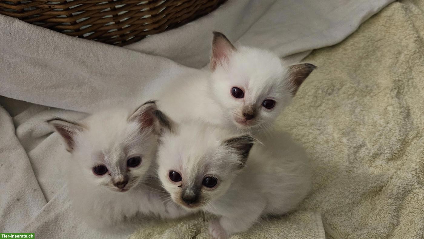 Reinrassige Heilige Birma Kitten, liebevoll in der Familie aufgezogen