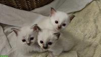 Reinrassige Heilige Birma Kitten, liebevoll in der Familie aufgezogen