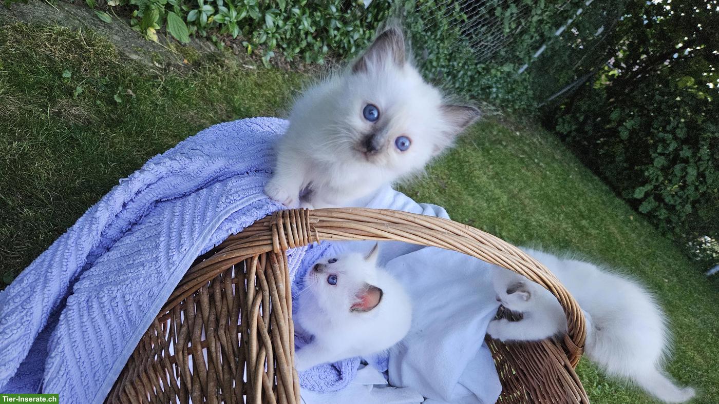 Bild 2: Reinrassige Heilige Birma Kitten, liebevoll in der Familie aufgezogen