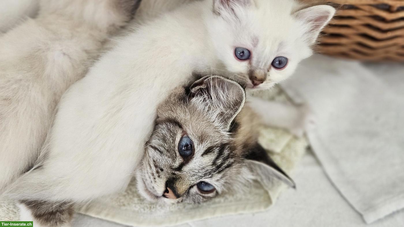 Bild 3: Reinrassige Heilige Birma Kitten, liebevoll in der Familie aufgezogen