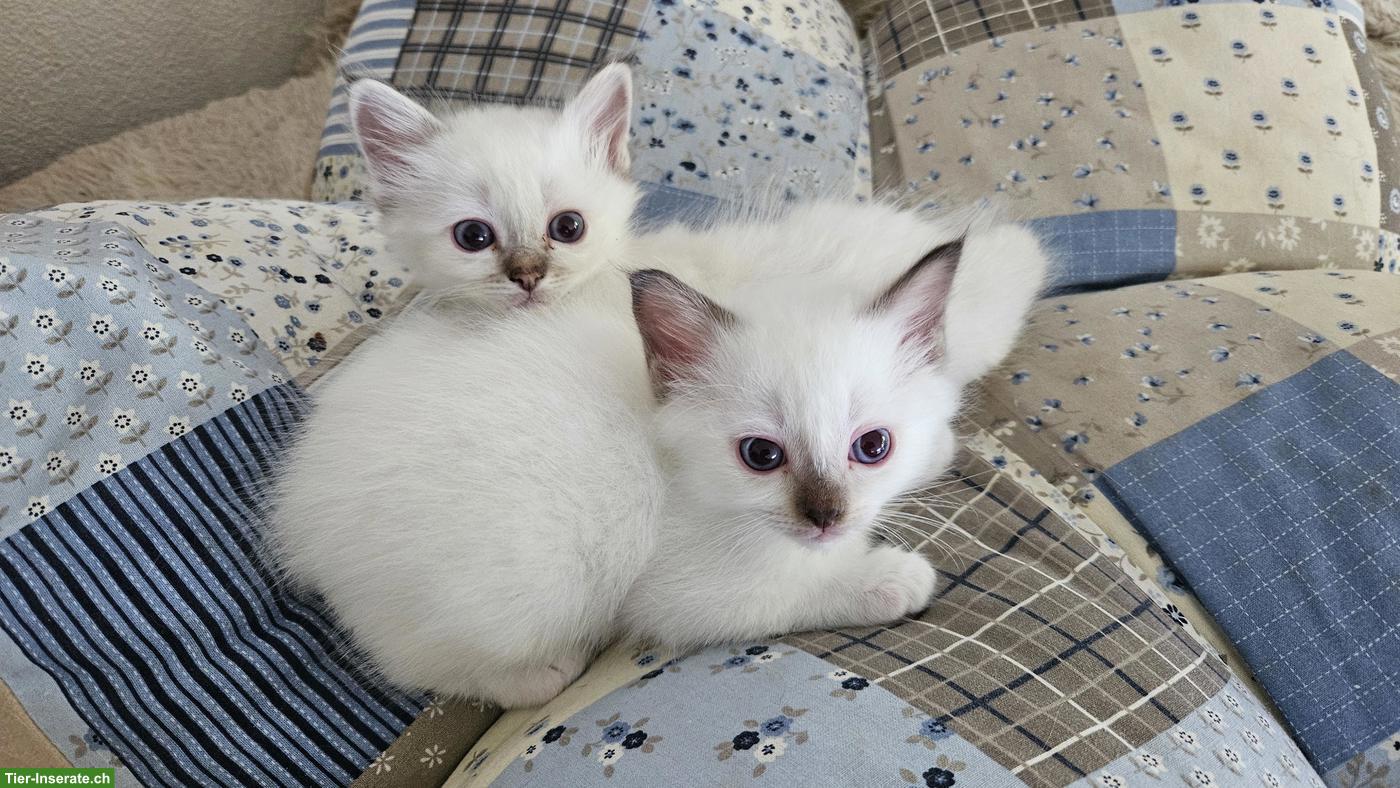 Bild 4: Reinrassige Heilige Birma Kitten, liebevoll in der Familie aufgezogen