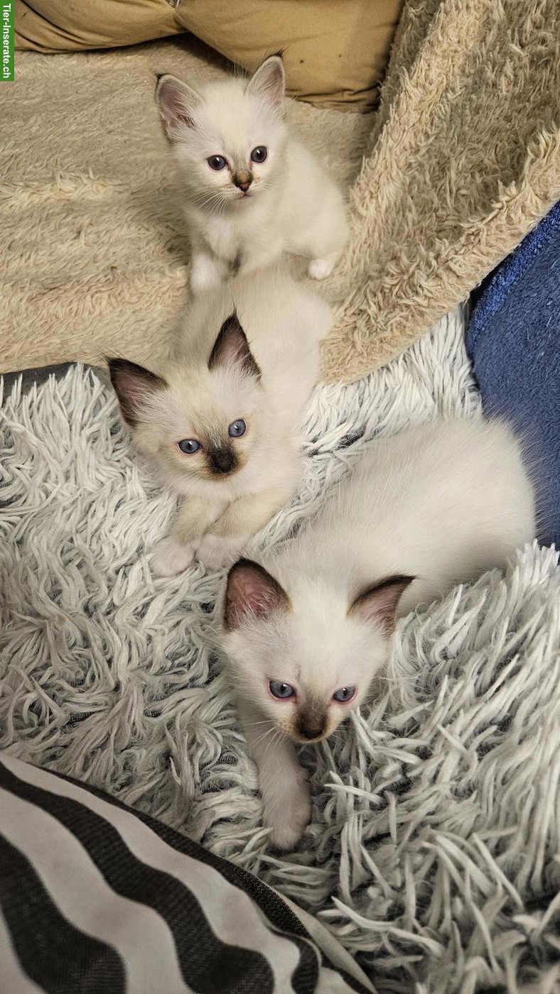 Bild 6: Reinrassige Heilige Birma Kitten, liebevoll in der Familie aufgezogen