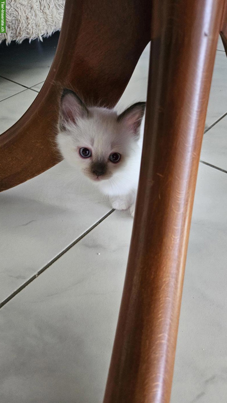 Bild 7: Reinrassige Heilige Birma Kitten, liebevoll in der Familie aufgezogen