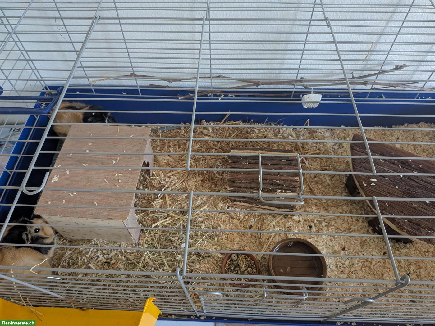 Bild 2: Junges Meerschweinchen-Paar (kastriert) mit Gehege & Zubehör