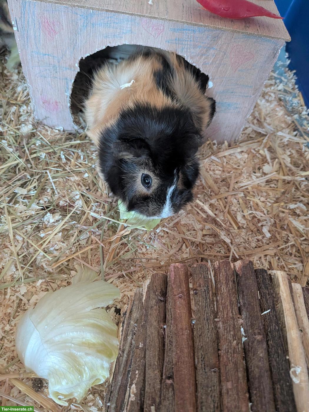 Bild 3: Junges Meerschweinchen-Paar (kastriert) mit Gehege & Zubehör