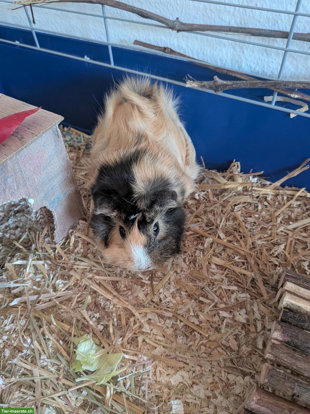 Bild 4: Junges Meerschweinchen-Paar (kastriert) mit Gehege & Zubehör