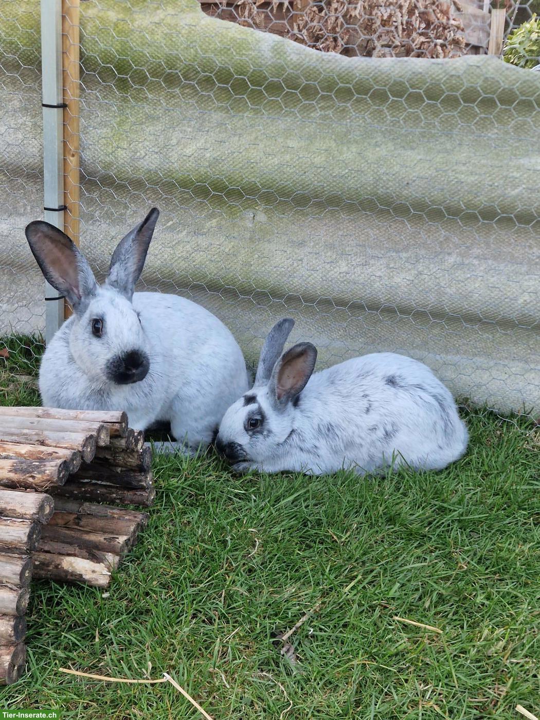 Reinrassige Champagne Silber Kaninchen zu verkaufen