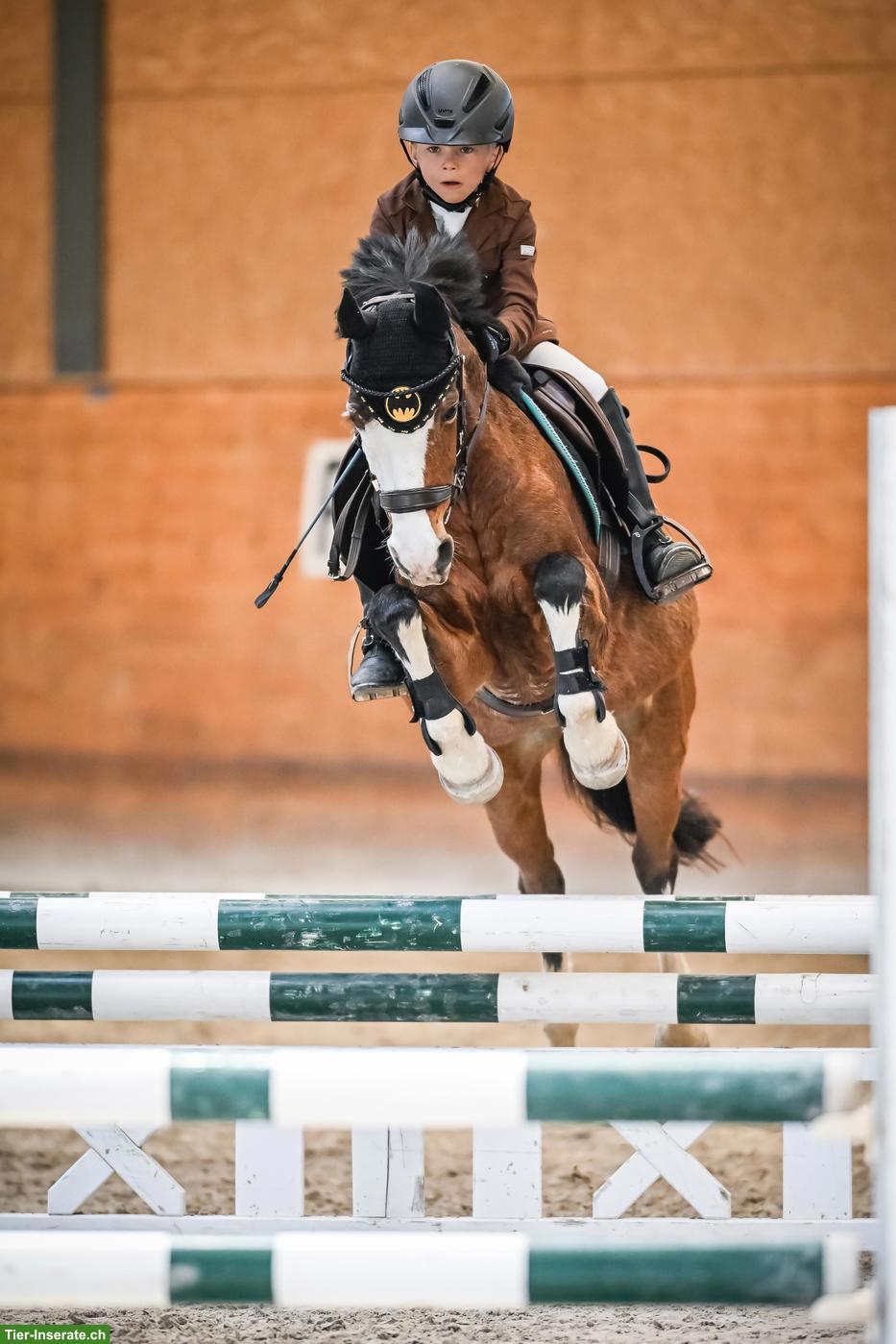 Welsh Springpony, Picasso sucht seinen neuen kleinen Reiter ❤️🐴