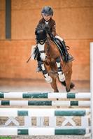 Welsh Springpony, Picasso sucht seinen neuen kleinen Reiter ❤️🐴