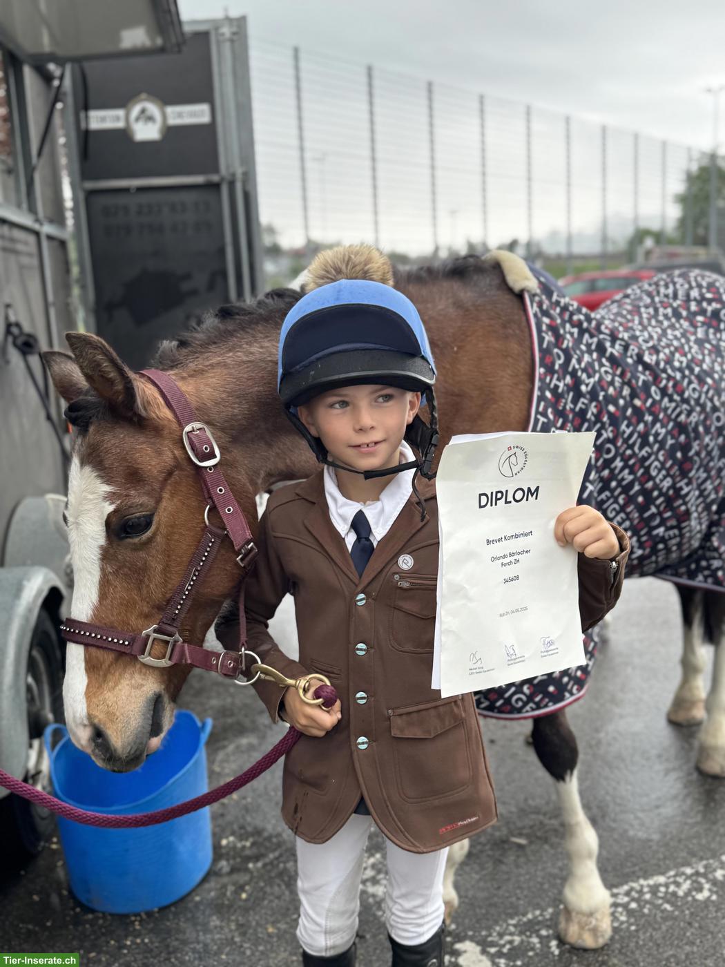 Bild 3: Welsh Springpony, Picasso sucht seinen neuen kleinen Reiter ❤️🐴