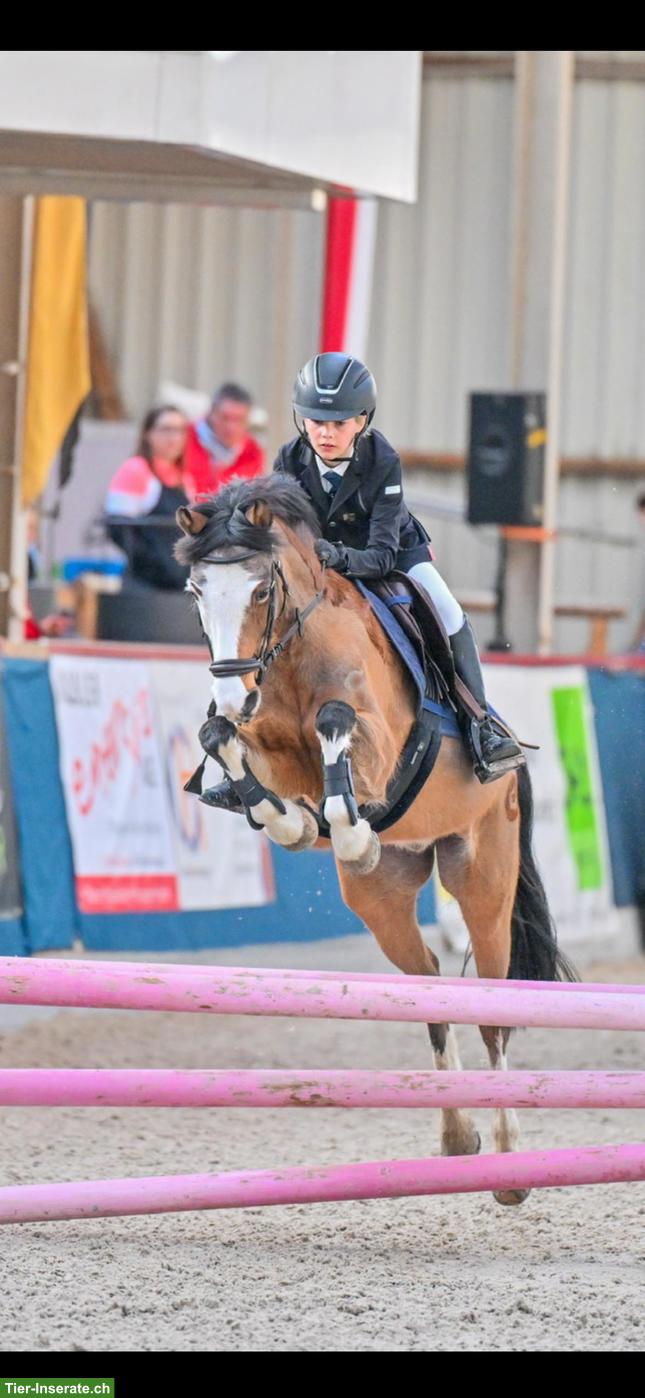 Bild 4: Welsh Springpony, Picasso sucht seinen neuen kleinen Reiter ❤️🐴