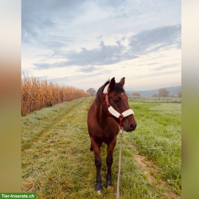 Spazier-/Reitbeteiligung in Allschwil für Appaloosa-Araber